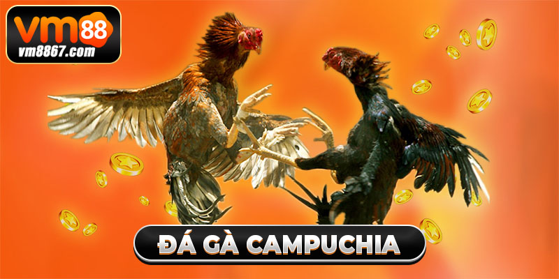Đá Gà Campuchia Vm88 - Đấu Trường Đẳng Cấp, Hợp Pháp